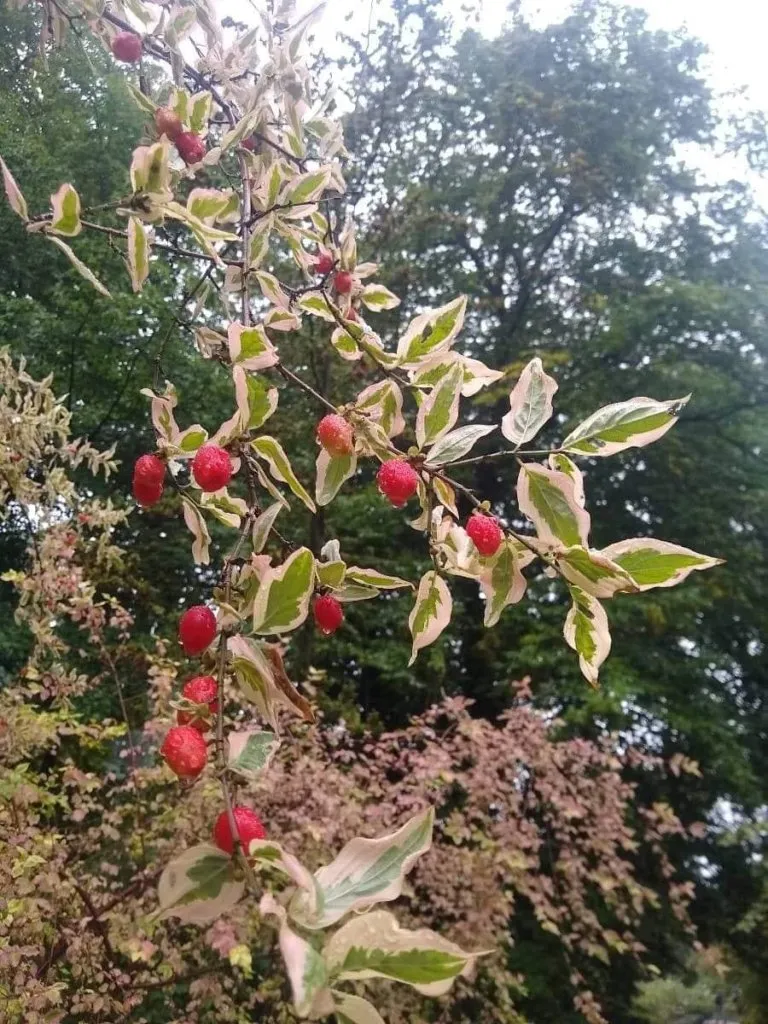 Wycieczka do Ogrodu Botanicznego kl. 2o