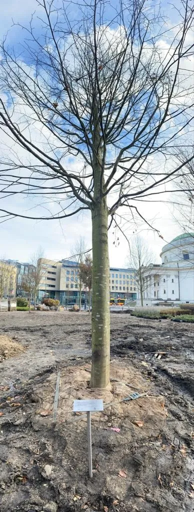 Nasze Drzewo na Placu Trzech Krzyży