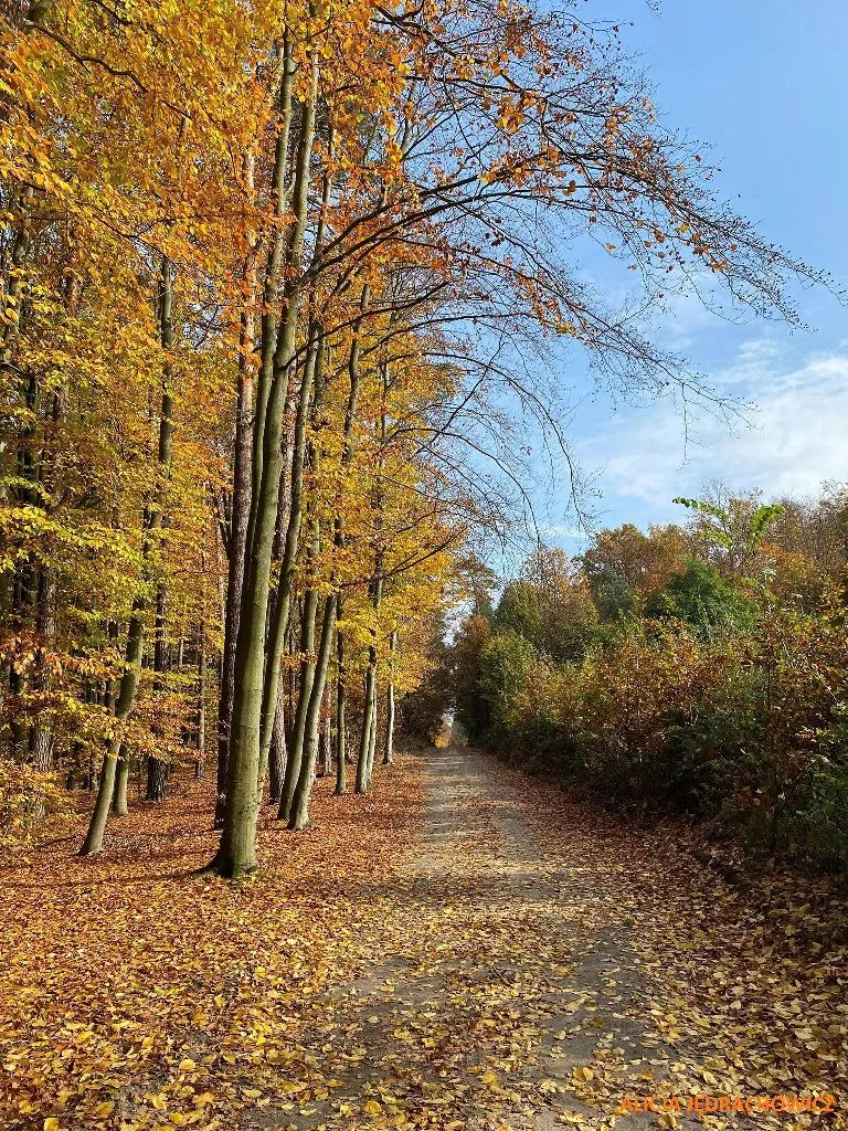 Konkurs fotograficzny