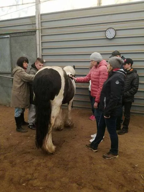 Praktyki w stadninie