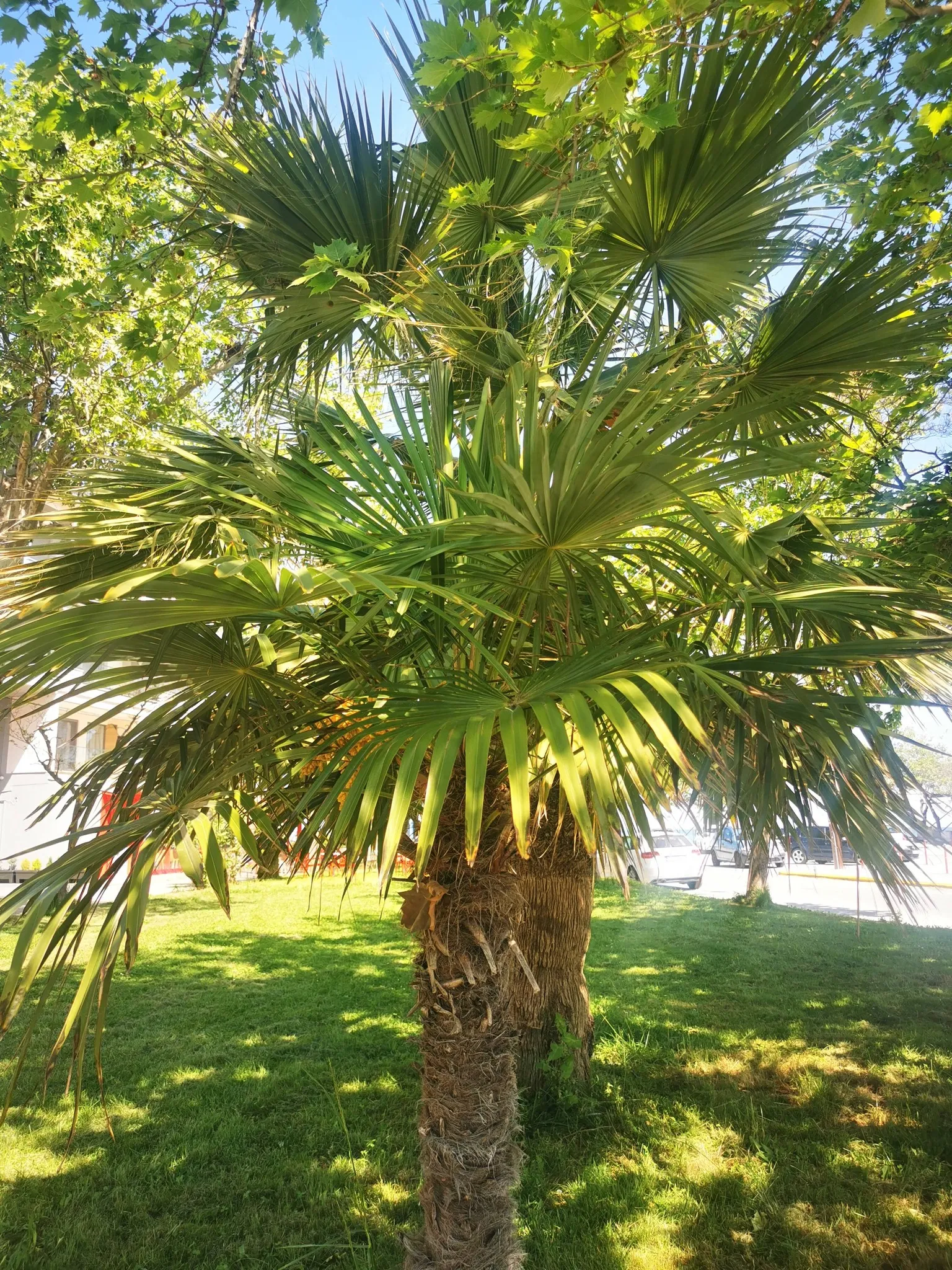 grecja